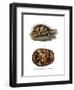 Terrapin-null-Framed Giclee Print