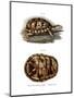 Terrapin-null-Mounted Giclee Print