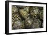 Terrapins at Market, Guilin, Guangxi, China, Asia-Janette Hill-Framed Photographic Print