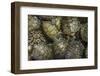 Terrapins at Market, Guilin, Guangxi, China, Asia-Janette Hill-Framed Photographic Print