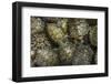 Terrapins at Market, Guilin, Guangxi, China, Asia-Janette Hill-Framed Photographic Print