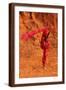 Brown Frame