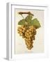 Terret Blanc Grape-J. Troncy-Framed Giclee Print