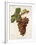 Terret Bourret Grape-J. Troncy-Framed Giclee Print