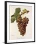 Terret Bourret Grape-J. Troncy-Framed Giclee Print