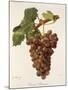 Terret Bourret Grape-J. Troncy-Mounted Giclee Print