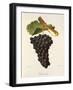 Terret Noir Grape-J. Troncy-Framed Giclee Print