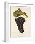 Terret Noir Grape-J. Troncy-Framed Giclee Print