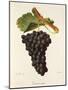 Terret Noir Grape-J. Troncy-Mounted Giclee Print