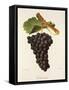 Terret Noir Grape-J. Troncy-Framed Stretched Canvas