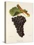 Terret Noir Grape-J. Troncy-Stretched Canvas