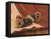 Terrier Couple-Tiffany Hakimipour-Framed Stretched Canvas