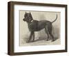 Terrier (Life-Size), in the Great Exhibition-null-Framed Giclee Print