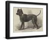 Terrier (Life-Size), in the Great Exhibition-null-Framed Giclee Print