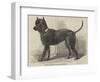 Terrier (Life-Size), in the Great Exhibition-null-Framed Giclee Print