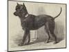 Terrier (Life-Size), in the Great Exhibition-null-Mounted Giclee Print