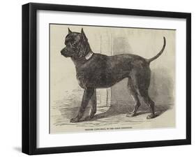 Terrier (Life-Size), in the Great Exhibition-null-Framed Giclee Print