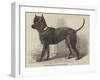 Terrier (Life-Size), in the Great Exhibition-null-Framed Giclee Print