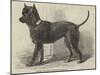 Terrier (Life-Size), in the Great Exhibition-null-Mounted Giclee Print