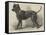 Terrier (Life-Size), in the Great Exhibition-null-Framed Stretched Canvas