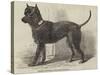 Terrier (Life-Size), in the Great Exhibition-null-Stretched Canvas