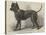 Terrier (Life-Size), in the Great Exhibition-null-Stretched Canvas