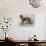 Terrier (Life-Size), in the Great Exhibition-null-Giclee Print displayed on a wall