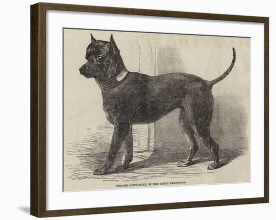 Terrier (Life-Size), in the Great Exhibition-null-Framed Giclee Print