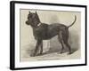 Terrier (Life-Size), in the Great Exhibition-null-Framed Giclee Print