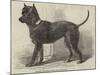 Terrier (Life-Size), in the Great Exhibition-null-Mounted Giclee Print