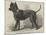 Terrier (Life-Size), in the Great Exhibition-null-Mounted Giclee Print