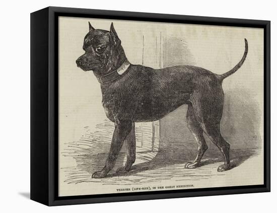 Terrier (Life-Size), in the Great Exhibition-null-Framed Stretched Canvas