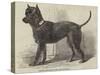 Terrier (Life-Size), in the Great Exhibition-null-Stretched Canvas