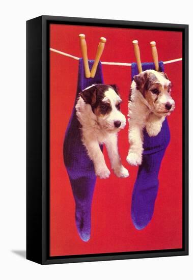 Terrier Puppies in Socks, Retro-null-Framed Stretched Canvas