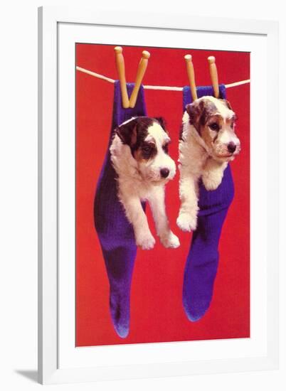 Terrier Puppies in Socks-Found Image Press-Framed Photographic Print