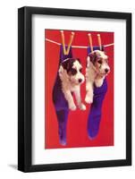 Terrier Puppies in Socks-Found Image Press-Framed Photographic Print