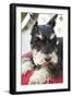 Terrier-Karyn Millet-Framed Photographic Print