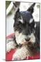 Terrier-Karyn Millet-Mounted Photographic Print