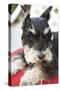 Terrier-Karyn Millet-Stretched Canvas