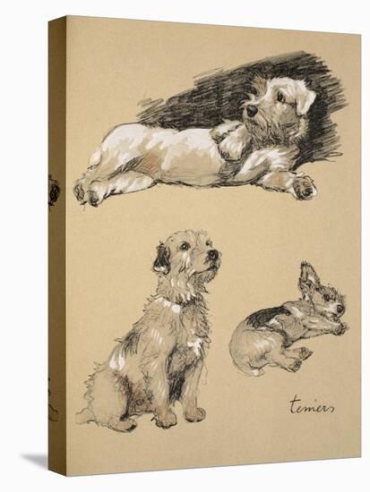 Terriers, 1930, Just Among Friends, Aldin, Cecil Charles Windsor-Cecil Aldin-Stretched Canvas