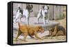 Terriers-null-Framed Stretched Canvas