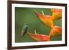 Territorial Rufous-tailed hummingbird guarding Heliconia in bloom, La Selva Station, Costa Rica-Phil Savoie-Framed Photographic Print