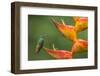 Territorial Rufous-tailed hummingbird guarding Heliconia in bloom, La Selva Station, Costa Rica-Phil Savoie-Framed Photographic Print