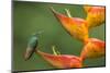 Territorial Rufous-tailed hummingbird guarding Heliconia in bloom, La Selva Station, Costa Rica-Phil Savoie-Mounted Photographic Print