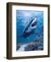 Terror of the Deep-Kevin Daniel-Framed Art Print