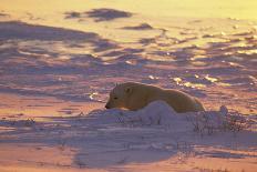 Polar Bear (Thalarctus maritimus) Lying in snow, sunrise-Terry Andrewartha-Photographic Print