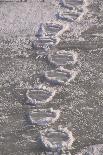 Polar Bear (Ursus maritimus) footprints in ice, Canada-Terry Andrewartha-Mounted Photographic Print