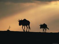 Two Wildebeest, at Sunset, Kenya-Terry Andrewartha-Stretched Canvas