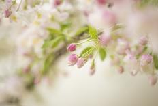 Pink tulips, Michigan-Terry Bidgood-Photographic Print