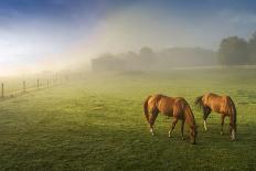 Horses in pasture, Michigan.-Terry Bidgood-Photographic Print